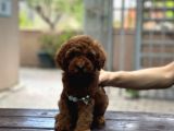 Sevimli Toy Poodle Kore Yavrular