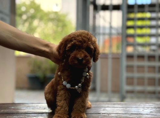 Sevimli Toy Poodle Kore Yavrular görsel
