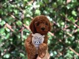 Sevimli Toy Poodle Kore Yavrular