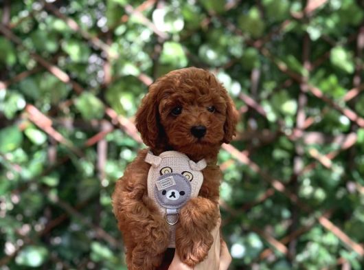 Sevimli Toy Poodle Kore Yavrular görsel
