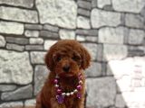 Sevimli Toy Poodle Kore Yavrular