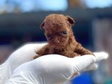 Daha Kısa Burun Daha Dolgun Yüz Kore Poodle Farkını Keşfed
