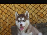 Kızıl husky yavruları