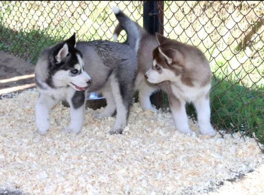 Kızıl Husky Yavruları görsel