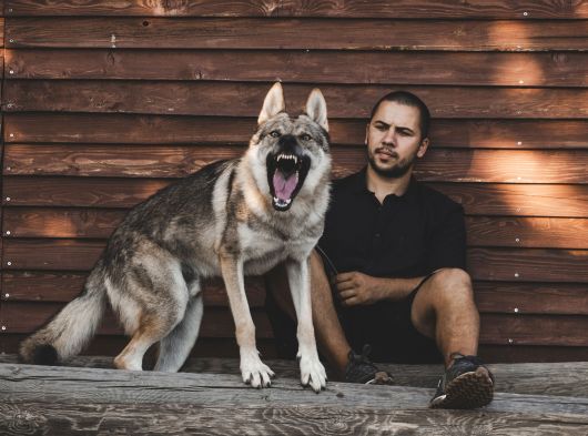 Çi̇ftli̇kten Şecereli̇ Ameri̇kan Ve Çekoslovak Wolf Dog Yavrular görsel