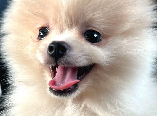 Erkek Pomeranian Yavru
