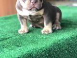 Exotic Bully Yavru