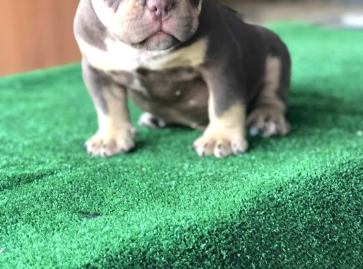 Exotic Bully Yavru görsel
