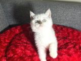 WHİTE-GOLDEN-bLUE POİNT BEBEKLER