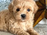 EVİNİZİN NEŞESİ OLMAYA HAZIR MALTİPOO BEBEKLER