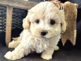 Evi̇ni̇zi̇n Neşesi̇ Olmaya Hazir Malti̇poo Bebekler