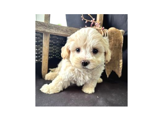 Evi̇ni̇zi̇n Neşesi̇ Olmaya Hazir Malti̇poo Bebekler görsel