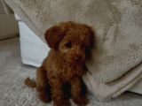 Şahane Malti̇poo Bebekler