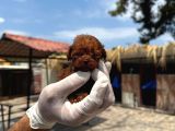 Mıcro Kore Red Poodle Bebışler