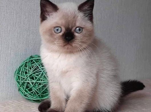Bitter Çikolata Point British Shorthair