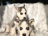 Kızıl Ve Blue Husky Yavrular