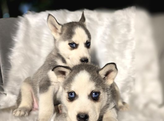 Kızıl Ve Blue Husky Yavrular görsel