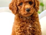 Ev Doğumlu Poodle Bebeklerimiz