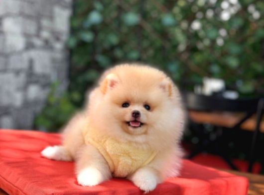 Orji̇nal Pomerani̇an Boo Yavrular görsel