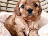 Sevgi̇ Deli̇si̇ Malti̇poo Bebekler