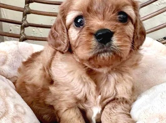 Sevgi̇ Deli̇si̇ Malti̇poo Bebekler görsel