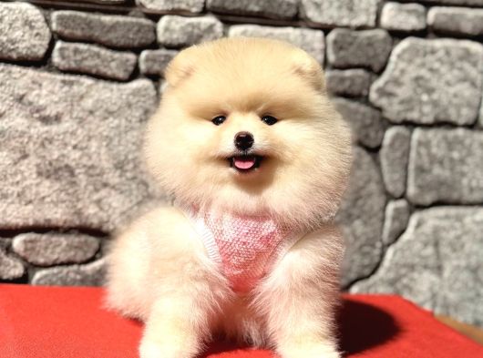 Pomerani̇an Boo Sağlik Garanti̇li̇