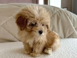 Mükemmel Malti̇poo Yavrular
