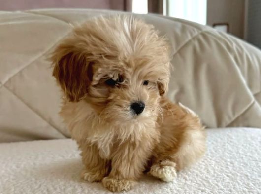 Mükemmel Malti̇poo Yavrular görsel