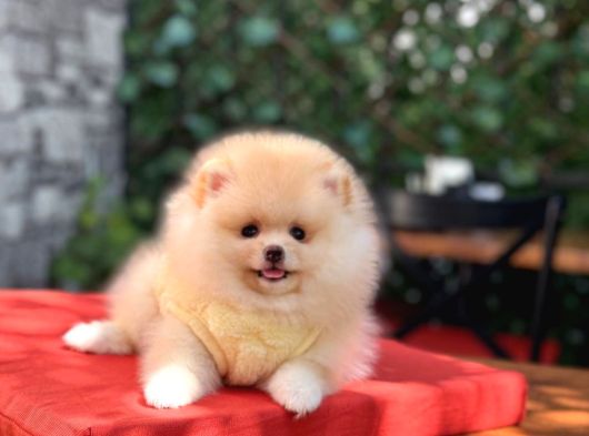 Orji̇nal Pomerani̇an Boo Yavrular