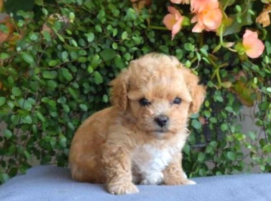 Ai̇le Dostu Malti̇poo Bebekler görsel