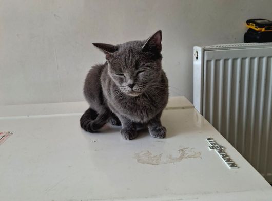 British Kedi görsel