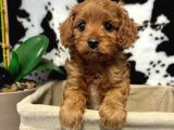 SEVGİ DELİSİ MALTİPOO BEBEKLER