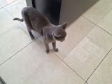 British Kedi