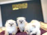 Kedi̇ci̇den Mükemmel Scottish Fold Yavrulari Ankara