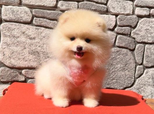 Pomerani̇an Boo Sağlik Garanti̇li̇ görsel