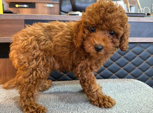 Kore Tıy Poodle görsel