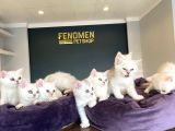 Kedi̇ci̇den Mükemmel Scottish Fold Yavrulari Ankara