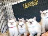 Kedi̇ci̇den Mükemmel Scottish Fold Yavrulari Ankara