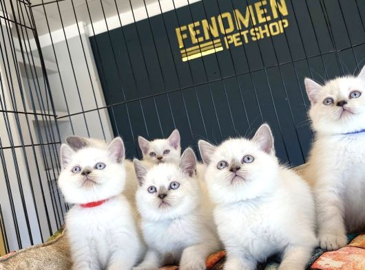 Kedi̇ci̇den Mükemmel Scottish Fold Yavrulari Ankara görsel