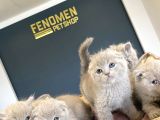 Kedi̇ci̇den Mükemmel Scottish Fold Yavrulari Ankara