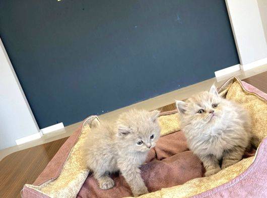 Kedi̇ci̇den Mükemmel Scottish Fold Yavrulari Ankara görsel