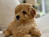 MÜKEMMEL MALTİPOO YAVRULAR