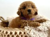 Sevgi̇ Deli̇si̇ Malti̇poo Bebekler