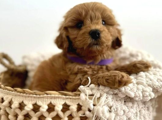 Sevgi̇ Deli̇si̇ Malti̇poo Bebekler görsel