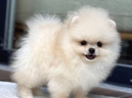 Orji̇nal Pomerani̇an Boo Çocuklar