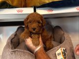 Orji̇nal Red Browne Toy Poodle Yavrulari
