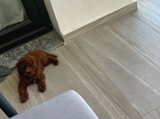 Kore Tıy Poodle