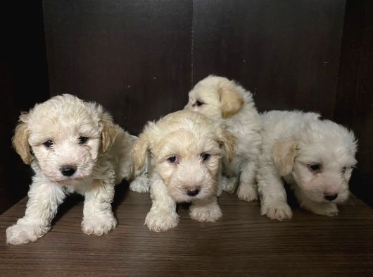 Çom Akıllı Çok Sağlıklı Orjinal Maltipo Yavrularım görsel
