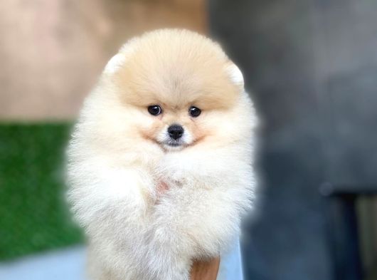 Tüy Yumağı Pomeranian Boo görsel