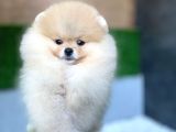 Tüy Yumağı Pomeranian Boo